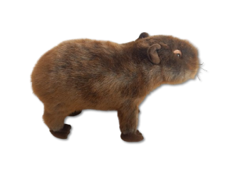 Obrázek z Kapybara plyš 33cm  